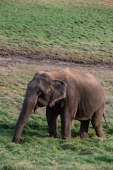 Fototapeta na wymiar An Old Asian Elephant enjoying feeding on a sunny day at Satpura Tiger Reserve, Madhya Pradesh, India