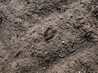 Close-up of footprints of roe deer (Capreolus capreolus) in deep and wet mud in the ground. Tracks of animals on a walking trail in the countryside in sunlight