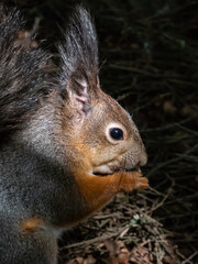 Close-up shot of the Red Squirrel (Sciurus vulgaris) with winter grey coat sitting on the ground and holding a pine cone in paws in bright sunlight with focus on eye. Beautiful animal scenery