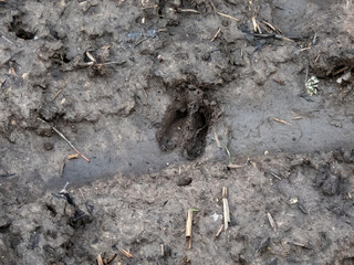 Close-up of footprints of roe deer (Capreolus capreolus) in deep and wet mud in the ground. Tracks of animals on a walking trail in the countryside in sunlight