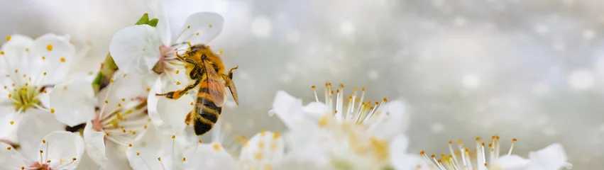Abwaschbare Fototapete Biene Blühende Zweige im Frühling und eine Biene mit Kopienraumbanner