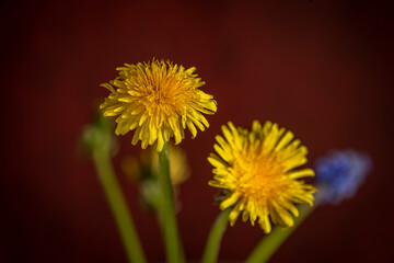 Blue Spike and Dandelion flowers blooms with red vintage background