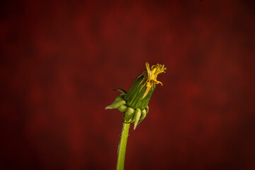 Yellow dandelion flower with red vintage background