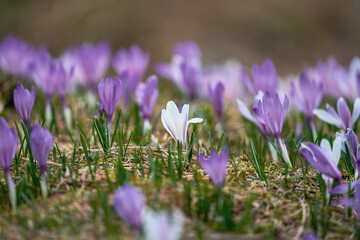 beautiful and colorful meadow with crocus flowers at a morning in spring on the mountains