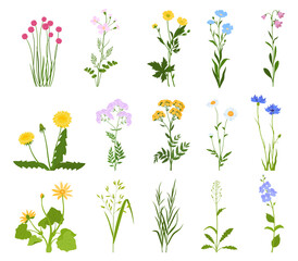 Set of various wild flowers and herbs. Vector illustration on a white background