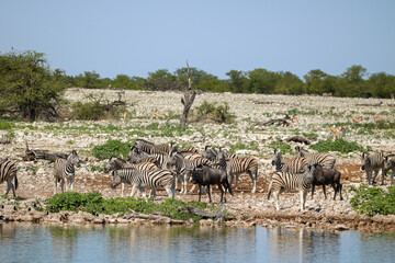Fototapeta na wymiar Zebra and Blue Wildebeest drinking water at Okaukuejo waterhole, Etosha National Park, Namibia