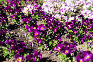 Violets blooming in the spring garden