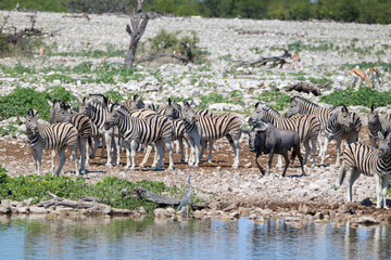 Fototapeta na wymiar Zebra and Blue Wildebeest drinking water at Okaukuejo waterhole, Etosha National Park, Namibia