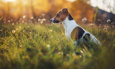 Small Jack Russell terrier sitting on autumn low grass with some white hawkbit flowers, looking to...
