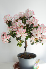 Studio shot of a a beautiful pink and white azalea with white background. Spain