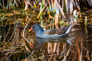 Common moorhen or swamp chicken, gallinula chloropus