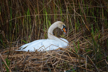 Mute swan brooding its nest by springtime