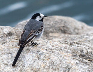White wagtail, motacilla alba, standing on a rock next to the lake, Geneva,Switzerland