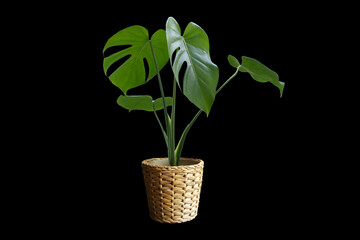 monstera in vase wicker basket plants flowers flowers rainy season room hotel interior beautiful fresh trees wood flowers wooden table office nature beadroom   © kanavit