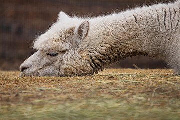 Llama in the field