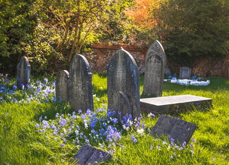 Blue wildflowers blooming in old English cemetery next to headstones in spring	
