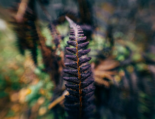cones in the forest