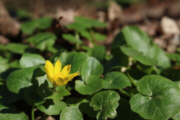 Yellow flower on a background of dry leaves in the park.