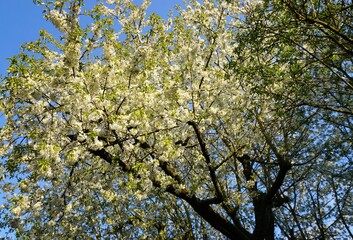 Weiße Kirschbaumblüte vor blauem Himmel bei Sonne im Frühling