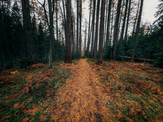 Obraz premium path in the forest