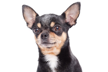 Isolated photo of a Chihuahua dog on a white background. Pet, dog.