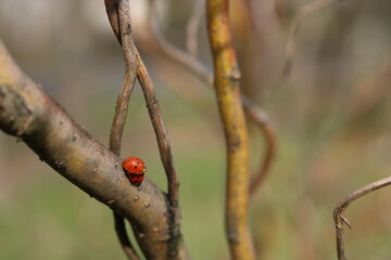 Copulation of ladybugs on a willow.