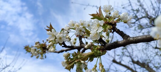 spring