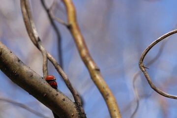 Copulation of ladybugs on a willow.