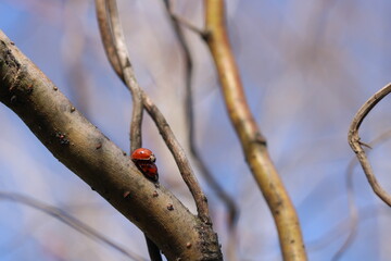 Copulation of ladybugs on a willow.