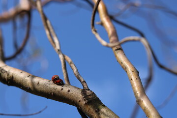 Copulation of ladybugs on a willow.