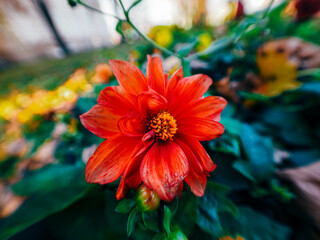 red dahlia flower