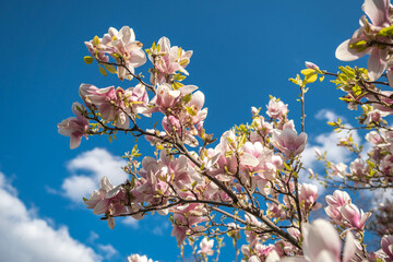 Beautiful pink spring magnolia flowers on a tree branch, Prague