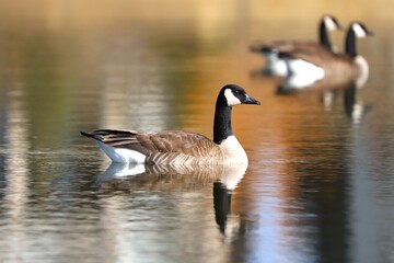 country goose on the water