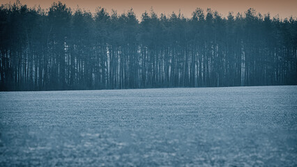 Pine forest and field covered with snow.