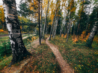 autumn in the forest
