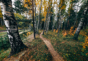 Fototapeta premium autumn in the forest