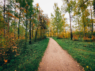 Naklejka premium autumn in the park