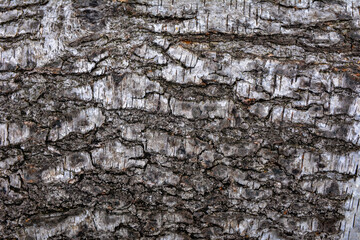 Natural wood background. White birch bark. Closeup.