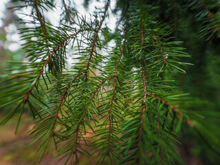 pine needles