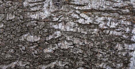 Natural wood background. White birch bark. Closeup.