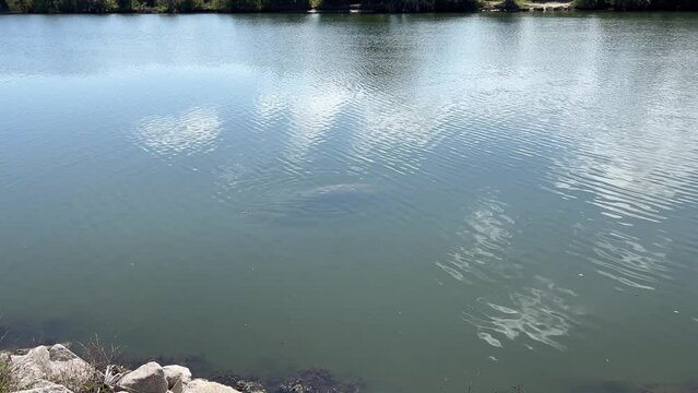 A manatee swimming in a river in Florida.