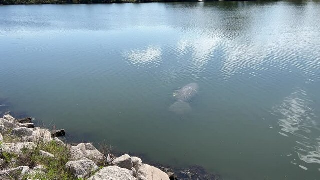 A manatee swimming in a river in Florida.