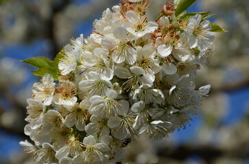 cerisier en fleurs