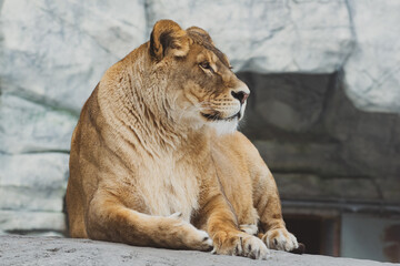 A lioness is resting on the stones	