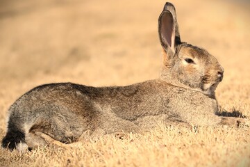 rabbit on the ground