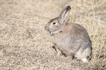 rabbit in the grass