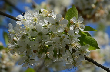 cerisier en fleurs