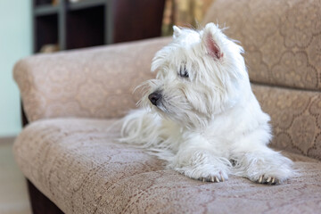 White dog West Highland White Terrier lies on the couch of the house