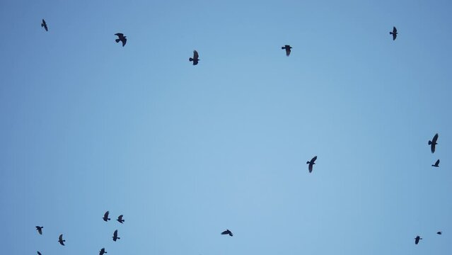 flock of birds flying in the sky crows. chaos of death concept. group of birds flying in the sky. black crows in a group circling against the sky. migration movement of birds fly from warm countries