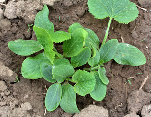 Young courgette, zucchini seedlings grow in the open ground